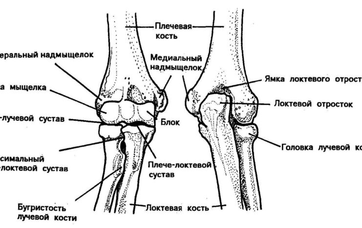 Причины, симптомы и лечение артроза локтевого сустава
